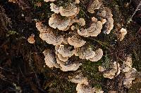 Trametes versicolor image