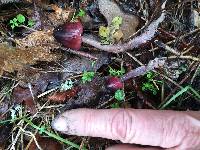 Mycena purpureofusca image