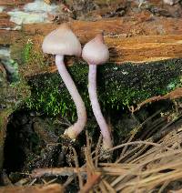 Inocybe geophylla var. lilacina image