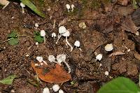 Coprinellus disseminatus image