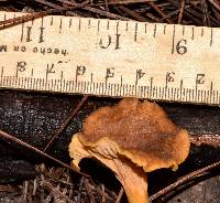 Craterellus tubaeformis image