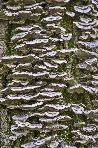 Trametes versicolor image