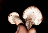 Hygrophorus russula image