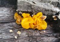 Tremella aurantia image