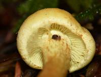 Hypholoma fasciculare image