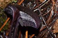 Cortinarius violaceus image