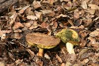 Boletus subtomentosus image