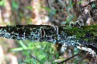 Trametes versicolor image