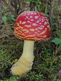 Amanita muscaria subsp. flavivolvata image