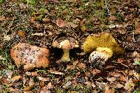 Suillus pseudobrevipes image