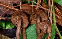 Inocybe calamistrata image