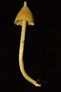 Entoloma murrayi image