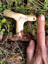 Lactarius alnicola image