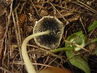 Coprinopsis lagopus image