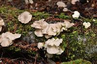 Pleurotus ostreatus image