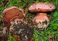 Boletus eastwoodiae image