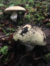 Amanita phalloides image