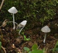 Coprinellus disseminatus image