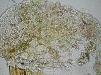 Rhinotrichum mexicanum image