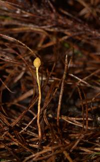 Ophiocordyceps sphecocephala image