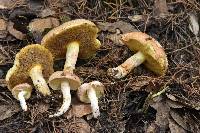 Suillus occidentalis image