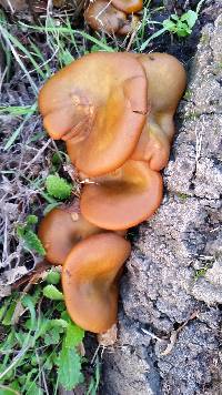 Omphalotus olivascens image