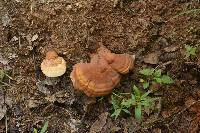 Ganoderma curtisii image