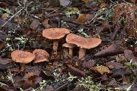 Lactarius xanthogalactus image