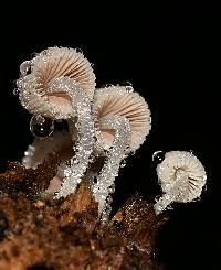 Coprinellus disseminatus image