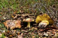 Suillus pseudobrevipes image