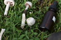 Agaricus campestris image