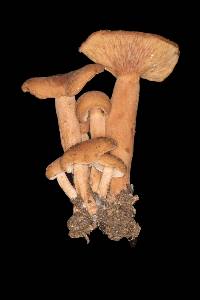 Lactarius rubidus image