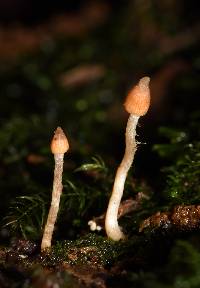 Cortinarius acutus image