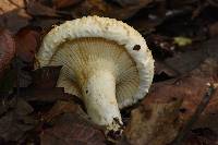 Lactarius deceptivus image