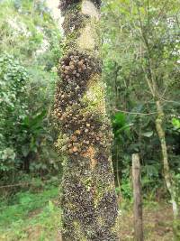 Leptogium javanicum image