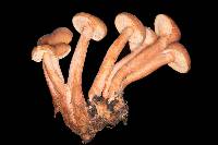 Lactarius rubidus image