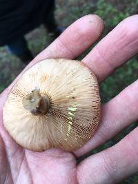 Lactarius xanthogalactus image