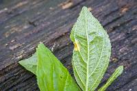 Puccinia coronata image