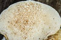 Polyporus squamosus image