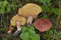 Image of Boletus pinophilus