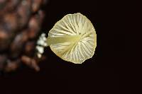 Mycena epipterygia image