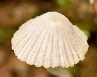 Coprinellus disseminatus image