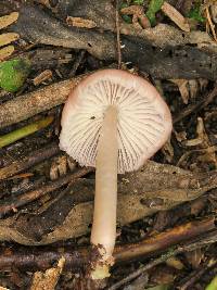 Mycena pura image