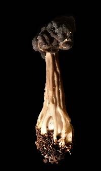 Helvella lacunosa image