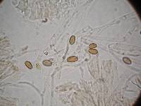 Psilocybe silvatica image