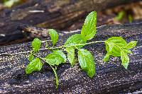 Puccinia coronata image