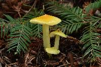 Hygrocybe chlorophana image