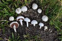 Agaricus campestris image