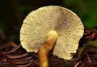 Hypholoma fasciculare image