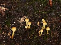 Hypholoma fasciculare image